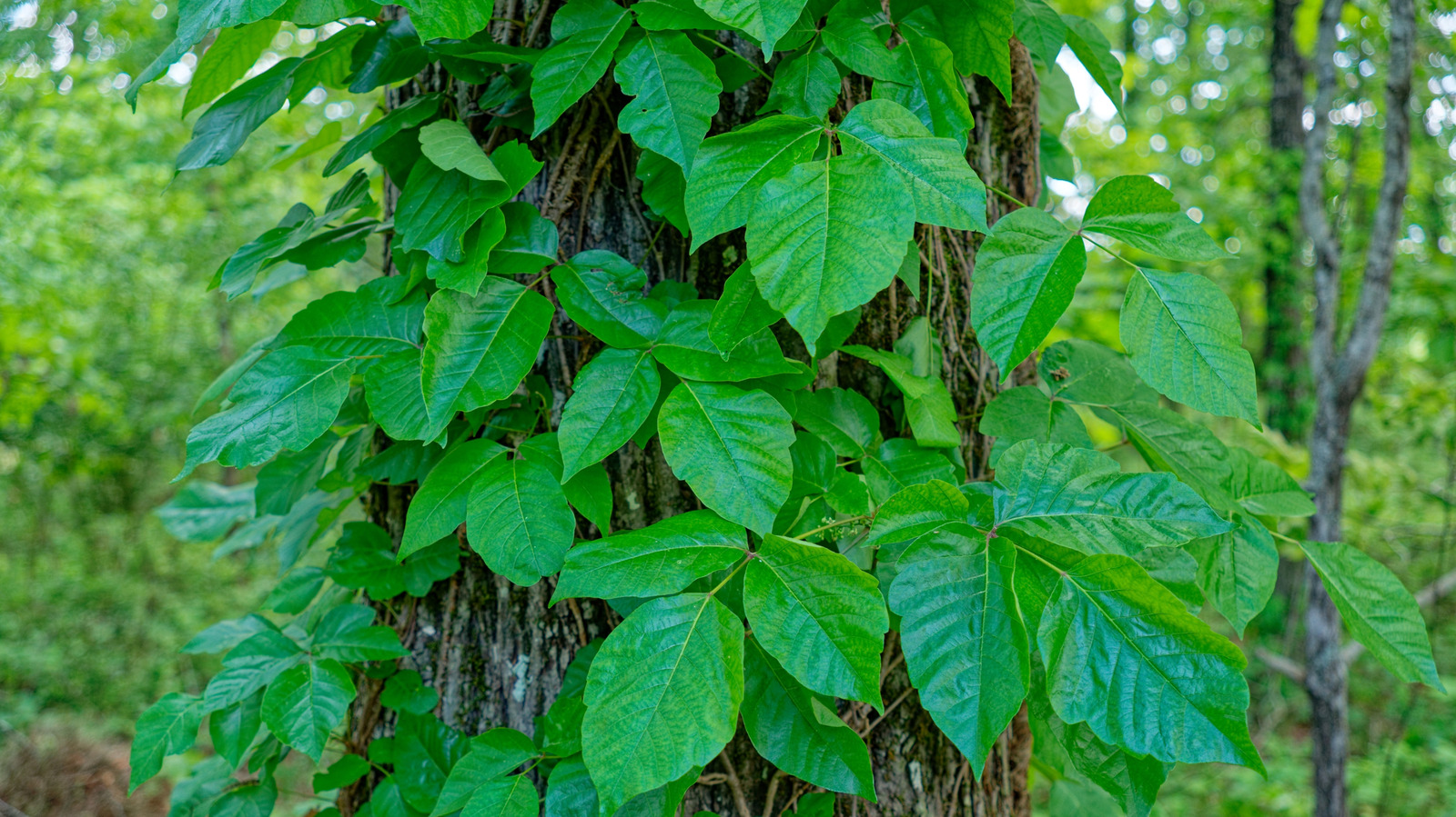 Zehirli sarmaşıkla uğraştıktan sonra çamaşır odasında kıyafetlerinizi nasıl düzgün temizleyebilirsiniz?