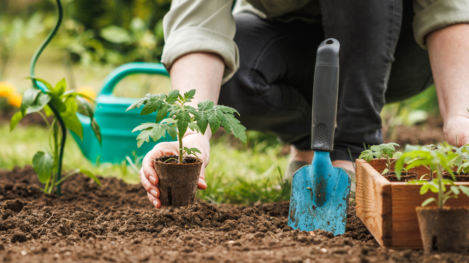 Bol hasat için büyüyen domates bitkilerini yeniden düzenlemenin en güvenli yolu