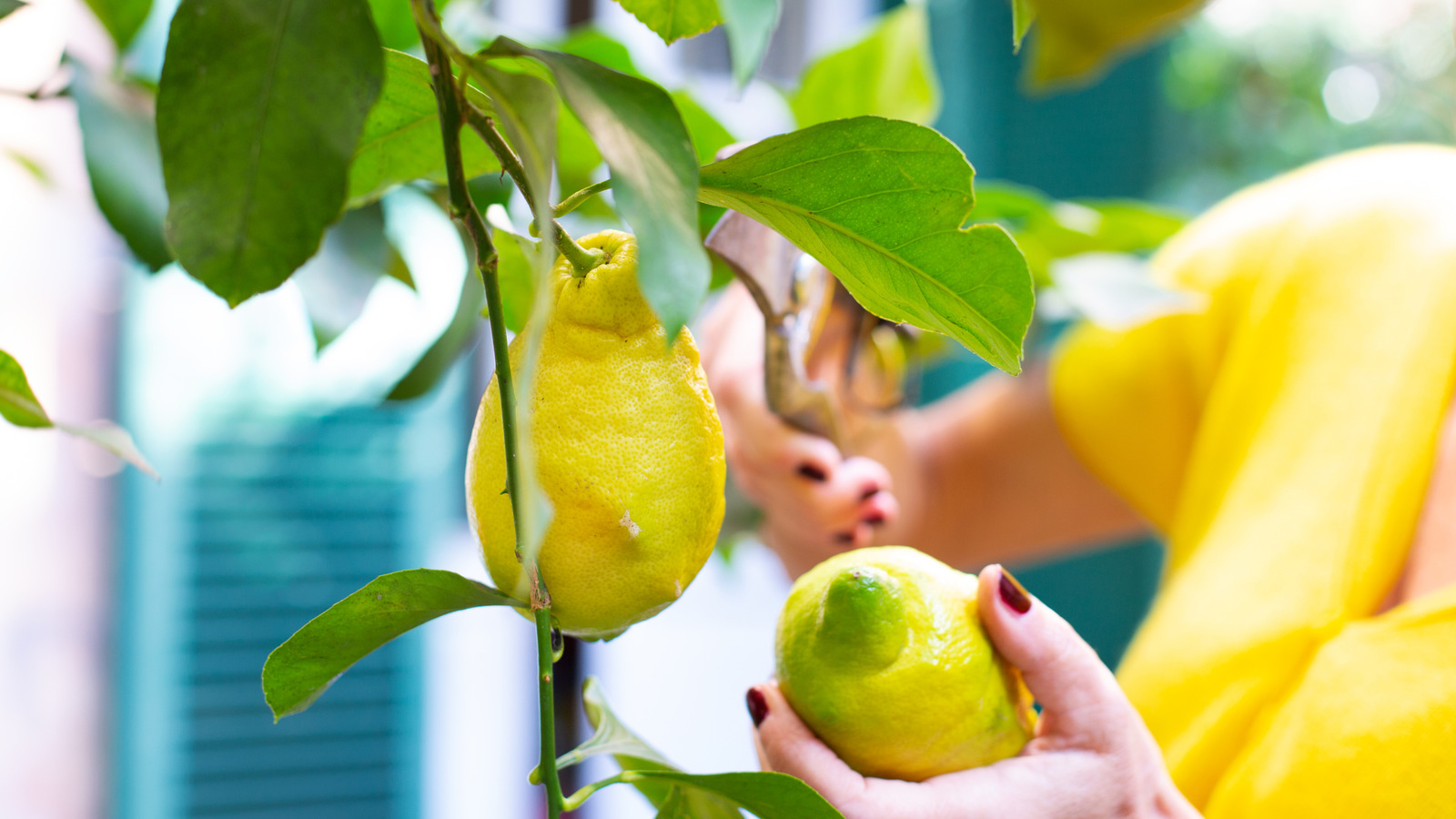 Hızlı büyüyen bitki, limon ağacınızın yanına daha erken ekmenizi isteyeceksiniz