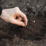 California Yards için harika olan yangına dayanıklı çim alternatifi