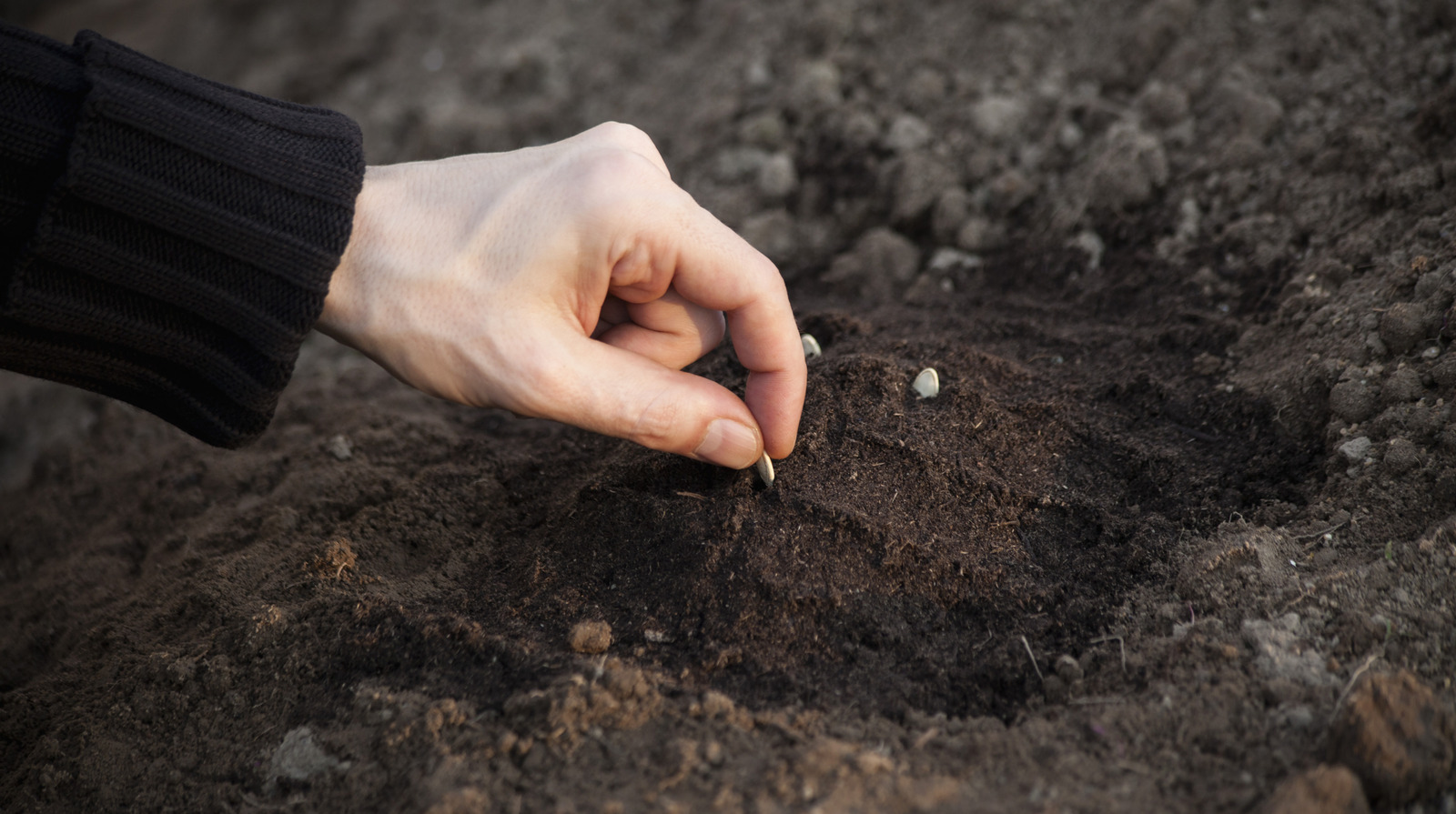 California Yards için harika olan yangına dayanıklı çim alternatifi