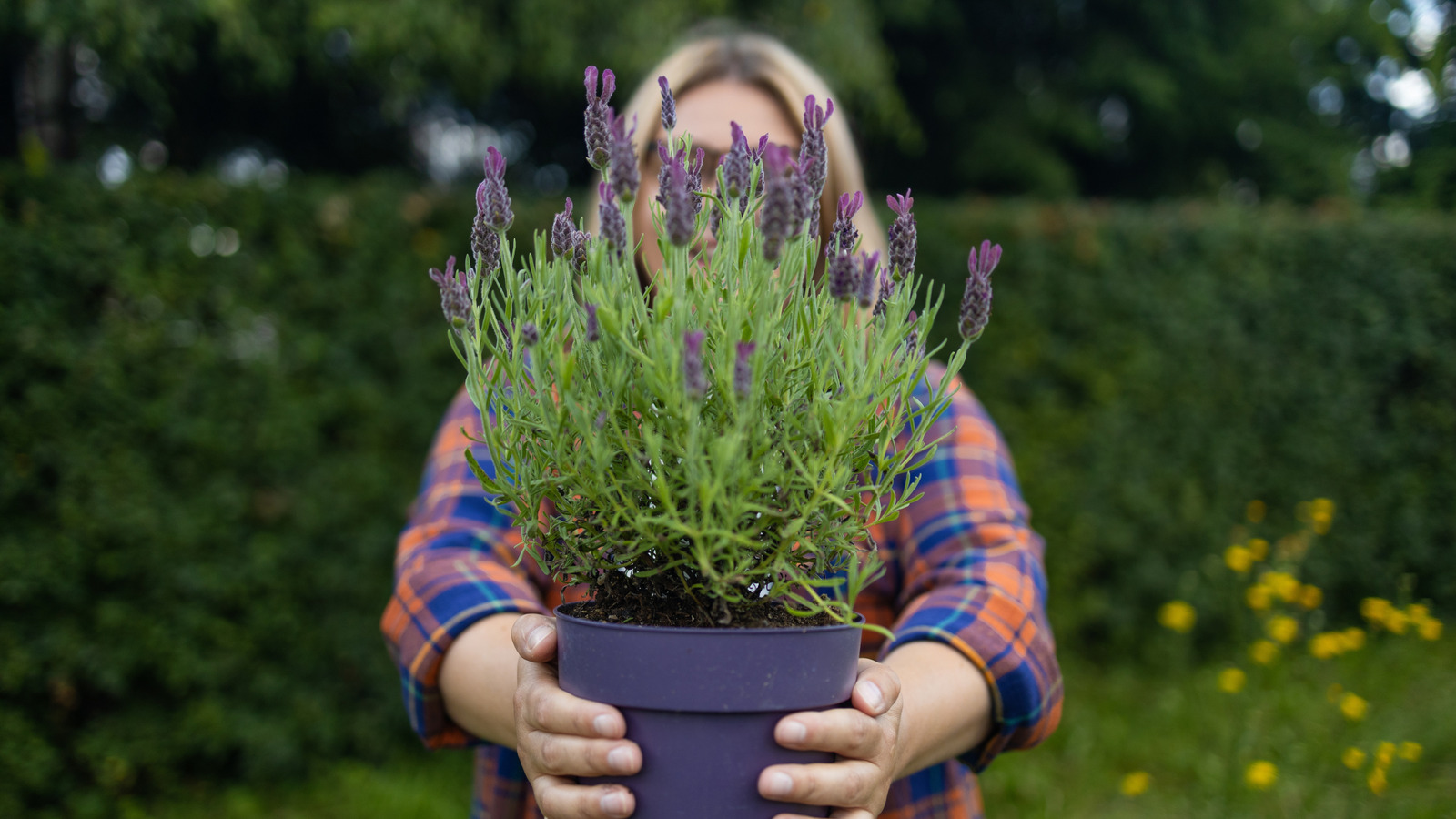 Yerde veya kaplara lavanta ekmek daha mı iyi? İşte en iyi yöntem