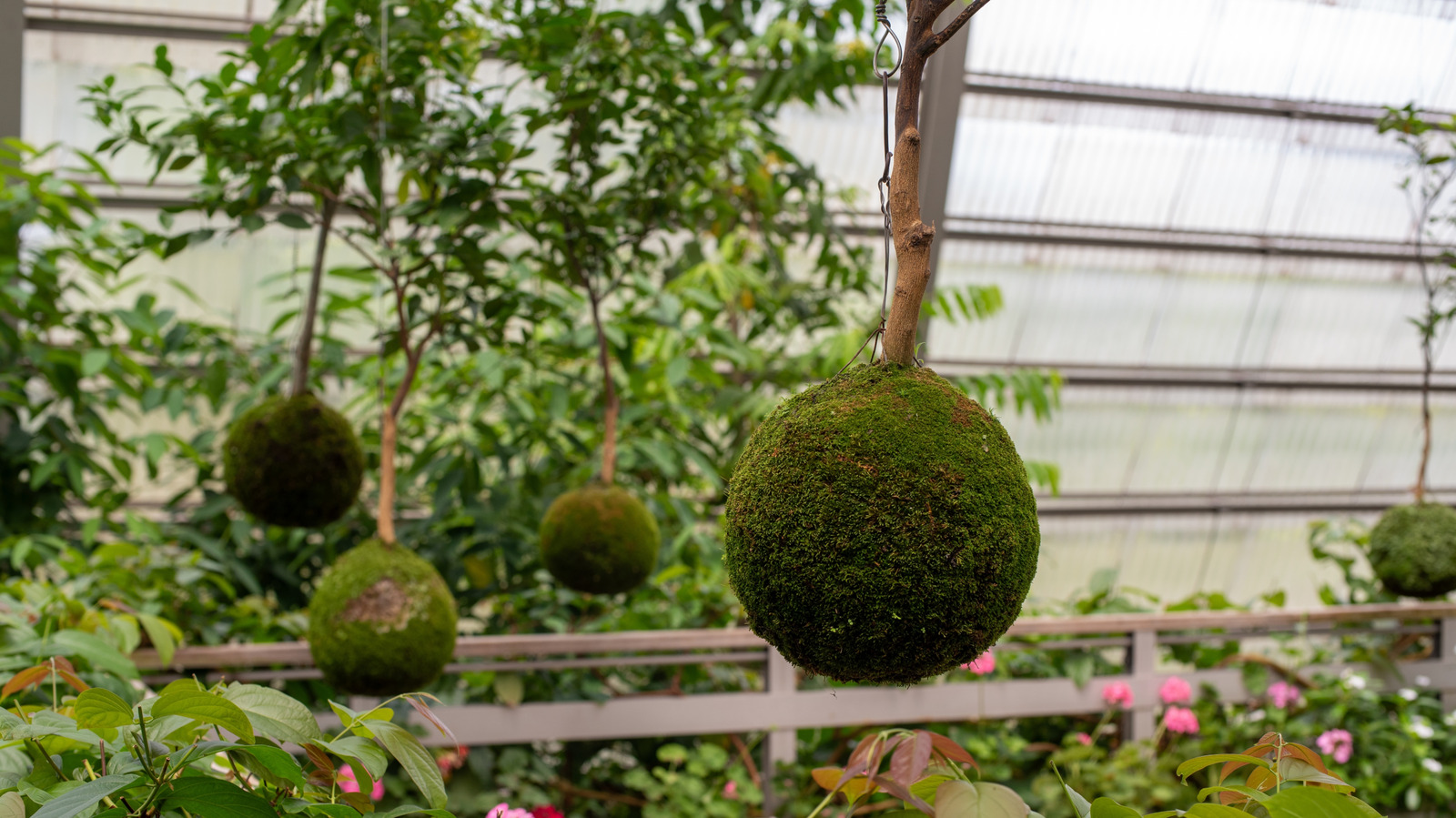 Kokedama'nız için en iyi çiçekli bahar bitkileri