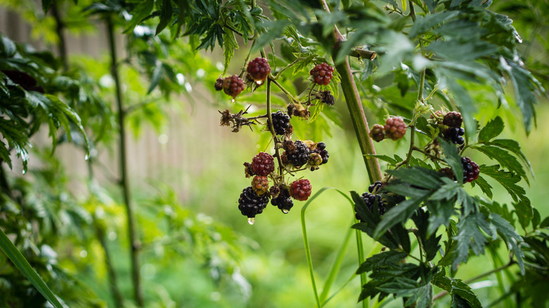 Meyve Böğürtlen Bitkileri