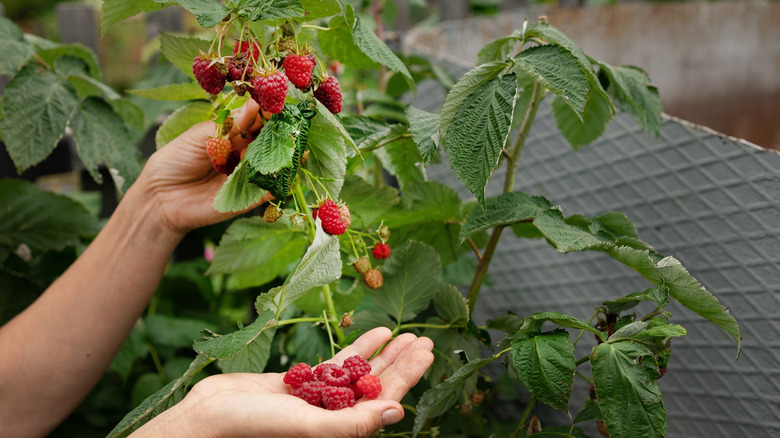 Bahçıvan olgun ahududu bastonlardan alıyor