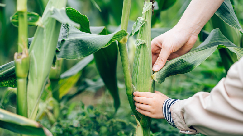 Bahçıvan mısır koçanlarının hasat için hazır olup olmadığını kontrol ediyor