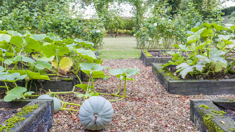 Bahçe yatağından kaçan büyük bir balkabağı bitkisi