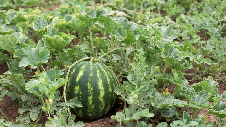 Bahçede tek bir meyve ile büyük, başıboş bir karpuz asma