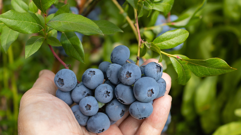 Çilek çilek mahsulü ile sağlıklı bir yaban mersini çalı