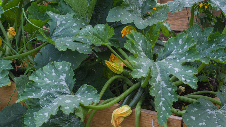 Büyüyen alanı tamamen ele geçiren büyük bir kabak bitkisi