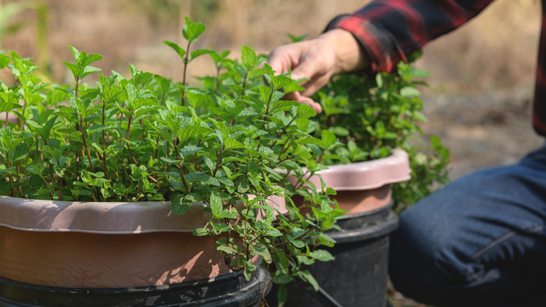 Bahçıvanların yeşillik boyunca fırçalanmasıyla kaplarda büyüyen yemyeşil ve sağlıklı nane bitkileri