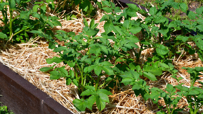 Kendi yataklarında büyüyen patates bitkileri