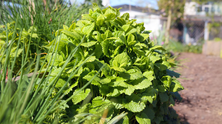 Etkileyici büyümesini gösteren büyük bir limon balsamı bitki
