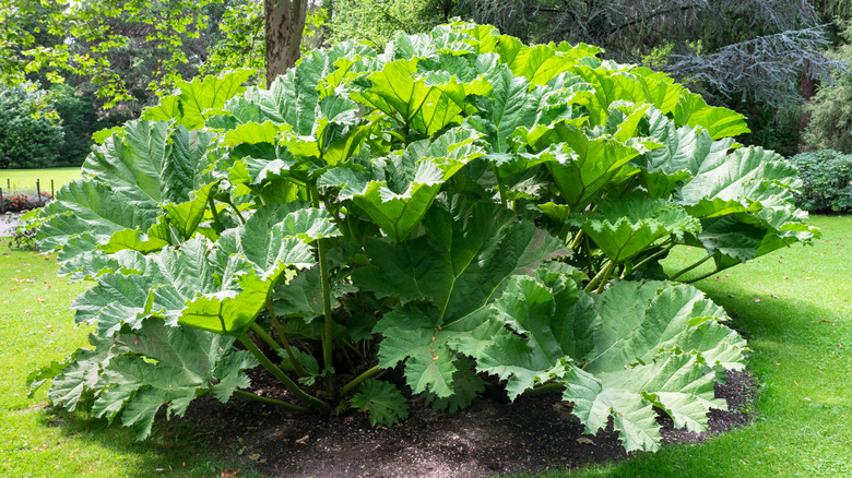 Çimlerin ortasında muazzam bir ravent bitki