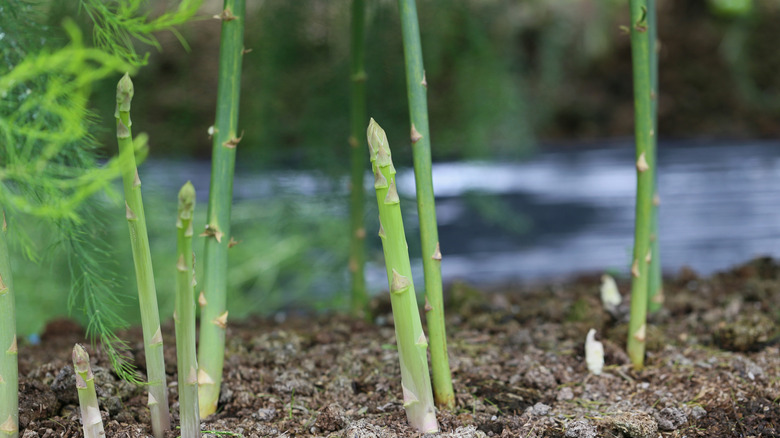 Topraktan ortaya çıkan genç kuşkonmaz mızrakları