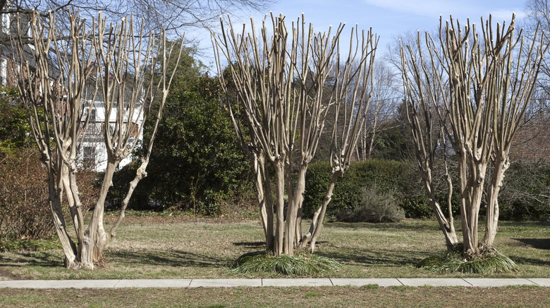 Üst üste dayanan hareketsiz krep mersinleri üst üste duruyor.