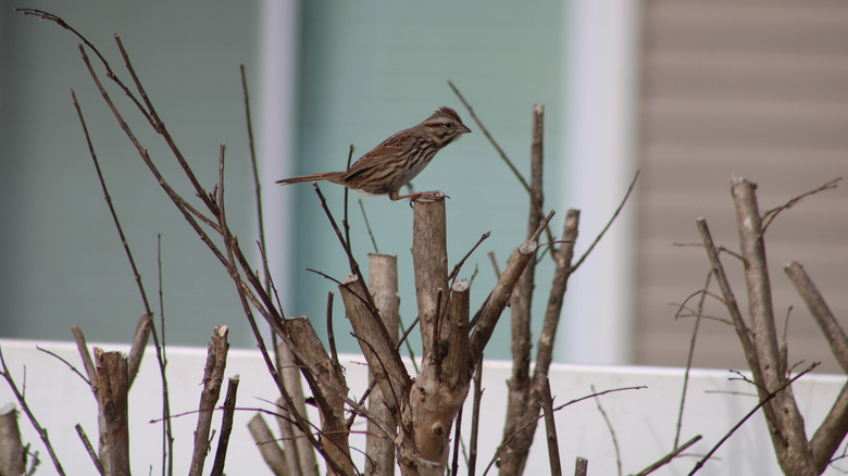 Bir serçe yiyecek bulmak için bir crapemyrtle üzerinde tünemiş.