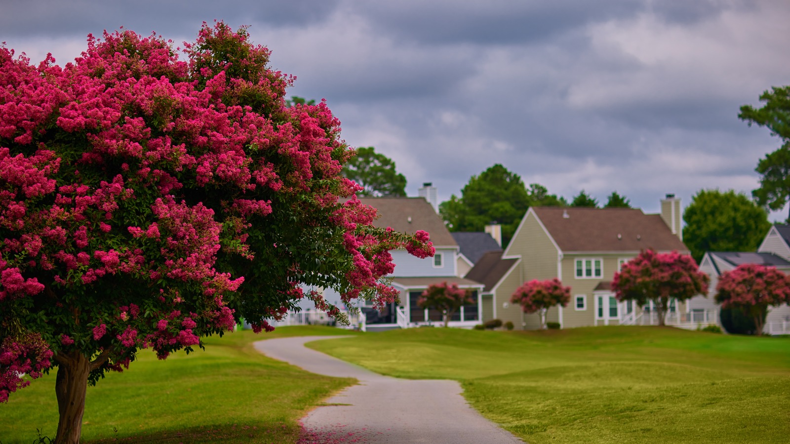 Profesyonel bahçıvanlar neden krep mersin ekiminden bıktınız?
