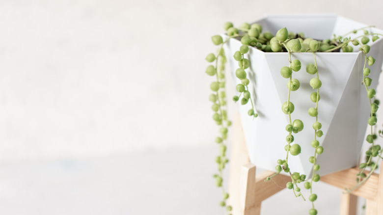 Kısa bir ahşap stand üzerinde beyaz seramik bir tencerenin kenarına bir dizi inciler bitki örtülür.