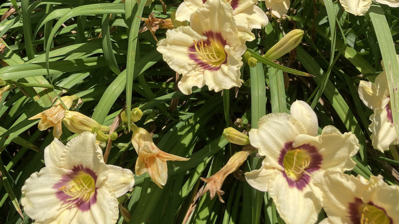 Mor gözlü soluk sarı gün zambakları.