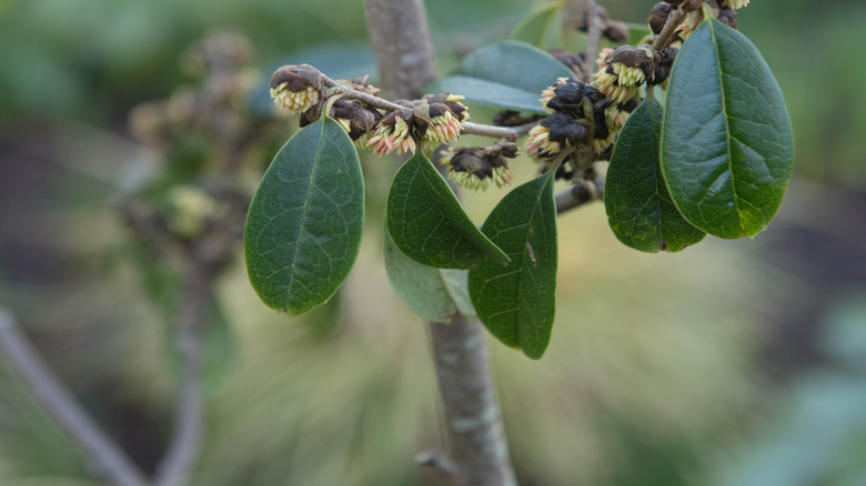 Çin Fighazel yaprakları ve çiçekler yakından