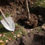 Nemli topraklı küçük arka bahçeler için mükemmel olan düşük bakım gerektiren gizlilik ağacı