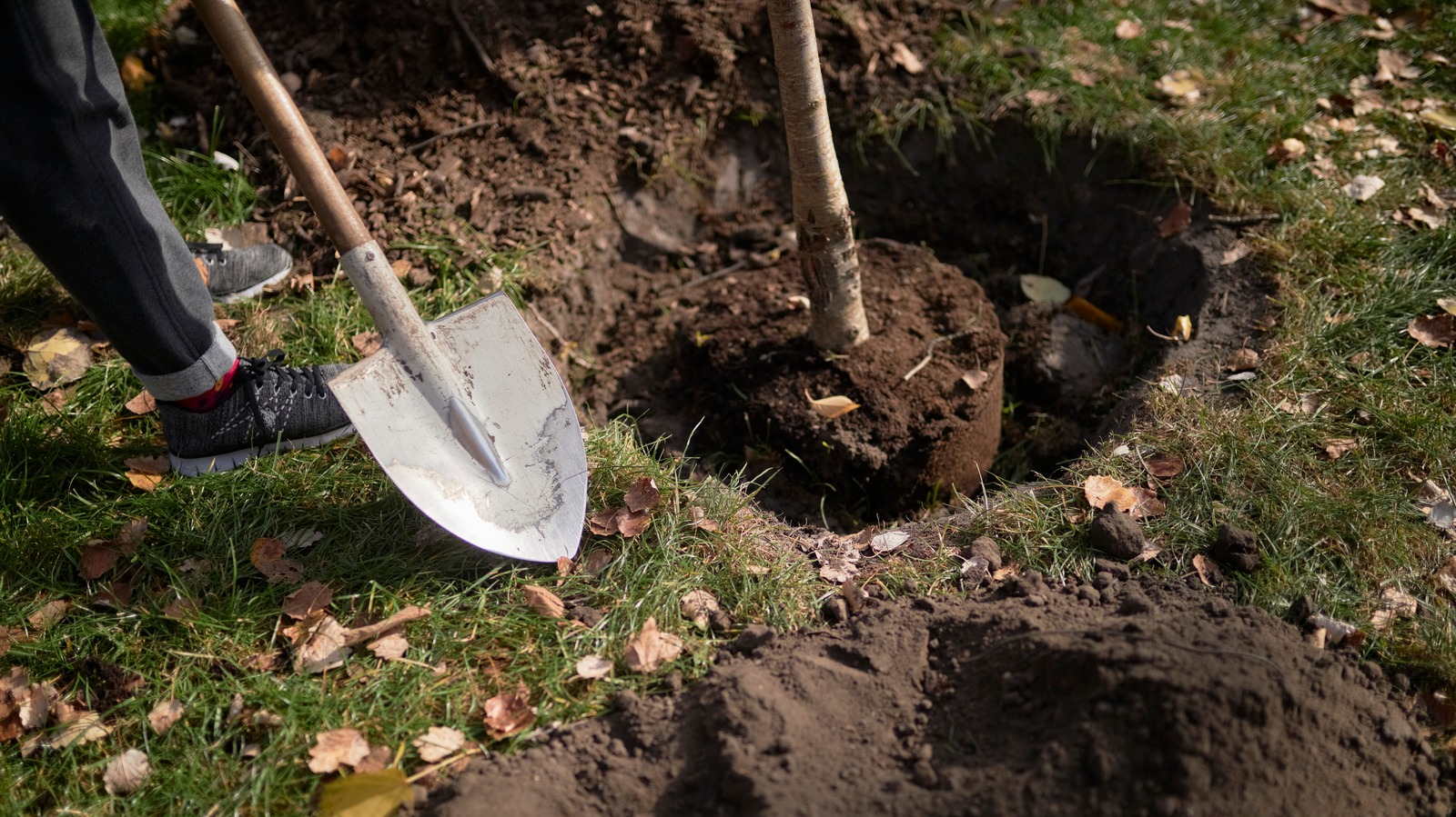 Nemli topraklı küçük arka bahçeler için mükemmel olan düşük bakım gerektiren gizlilik ağacı