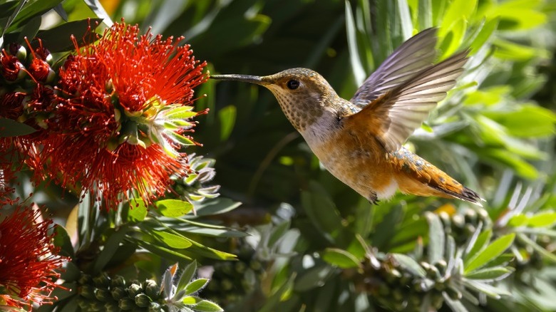 Kırmızı çiçekte beslenirken sinek kuşu havada kalıyor