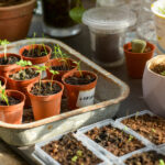 Bahçe tohumlarını başlatma çok daha kolay hale getiren dolar ağacı öğesi