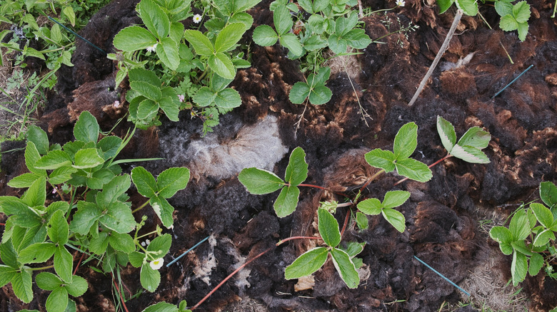 Malç olarak hareket eden koyun yünü ile kaplı bahçe toprağı
