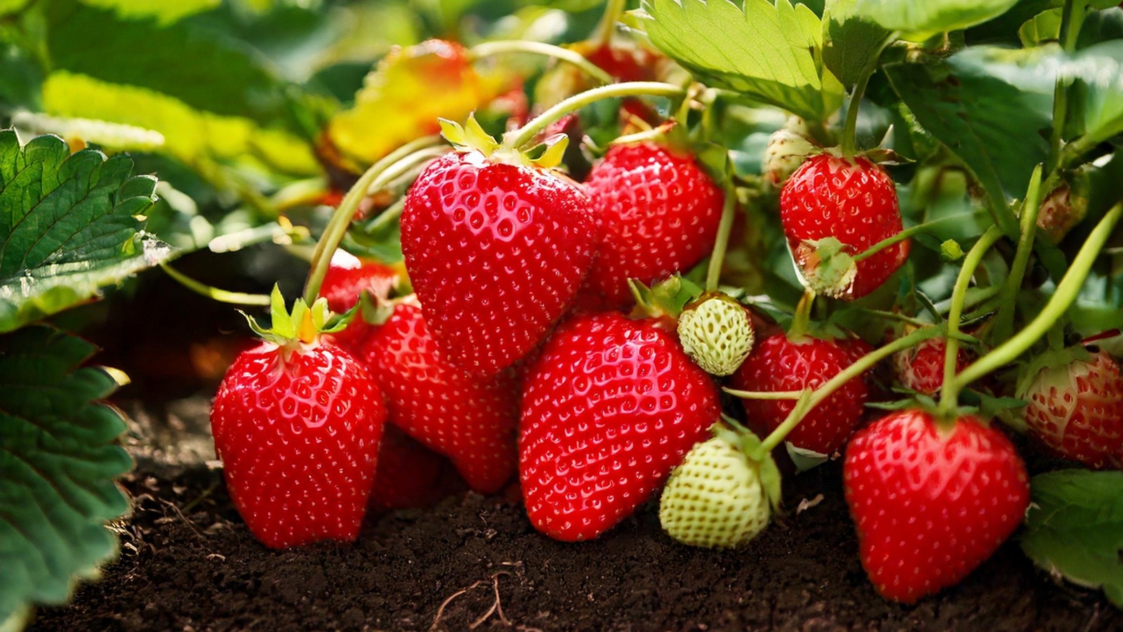 Akıllı bahçıvanların kurutulmuş çileklerden kaçınmak için kullandığı hile