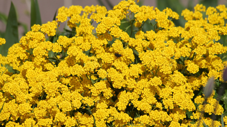 Sarı alyssums parlak çiçeklerle çiçek açar.