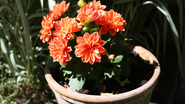Büyük bir pişmiş toprak tencerede büyüyen canlı turuncu çiçekli cüce Dahlia