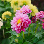 Daha iyi çiçek açma ve büyüme için dahlias dikmekten kaçınılması gereken yerler