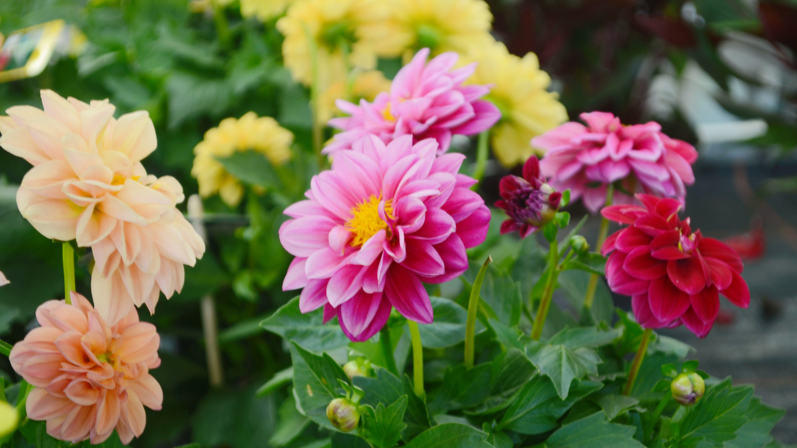 Daha iyi çiçek açma ve büyüme için dahlias dikmekten kaçınılması gereken yerler