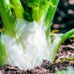 Havuç ve rezene dikmeden önce iki kez düşünseniz iyi olur