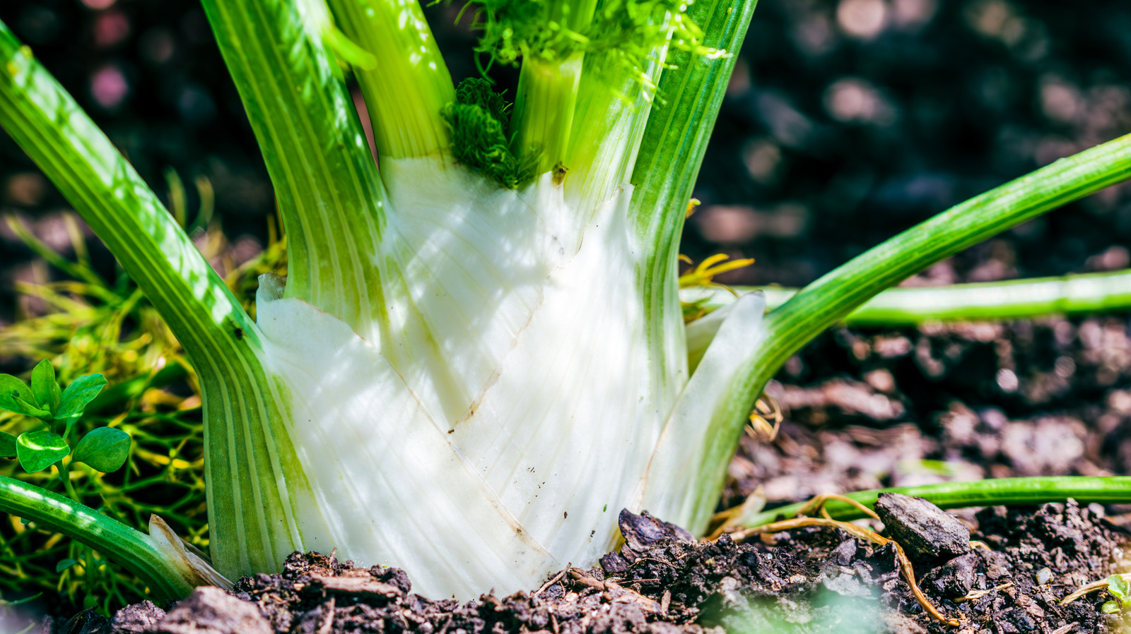 Havuç ve rezene dikmeden önce iki kez düşünseniz iyi olur