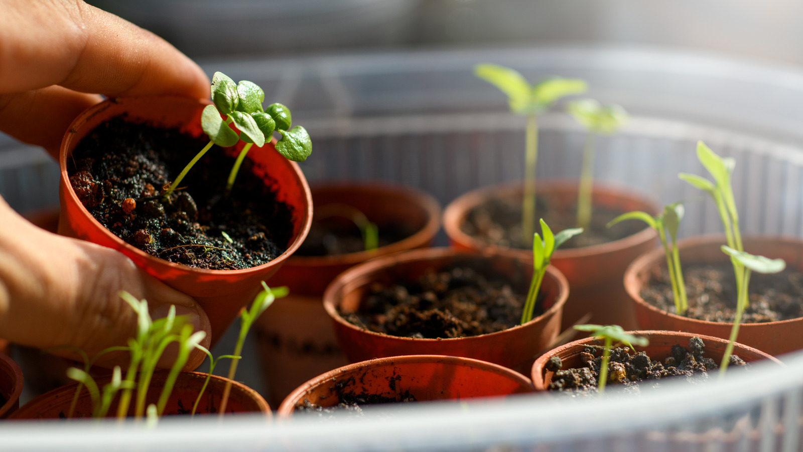 Bahçenizde büyümek için en zor 12 bitki