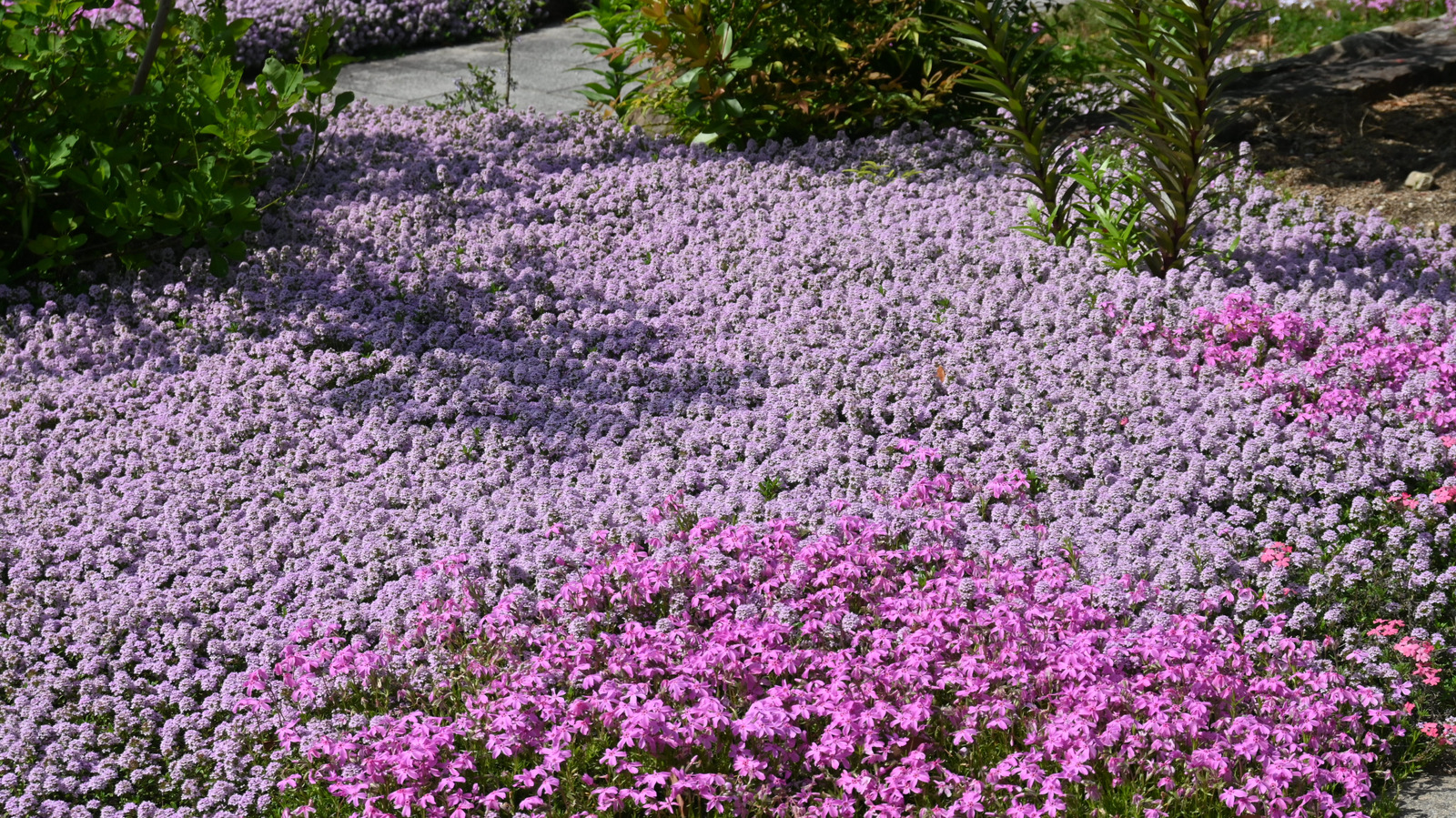 Toprak örtüsü olarak sürünen kekik dikmeden önce ne bilmeli