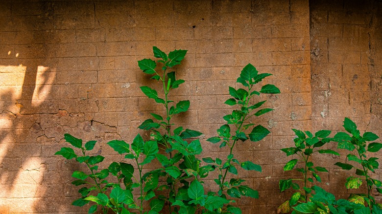 Bitkili yaşlı tuğla duvarı