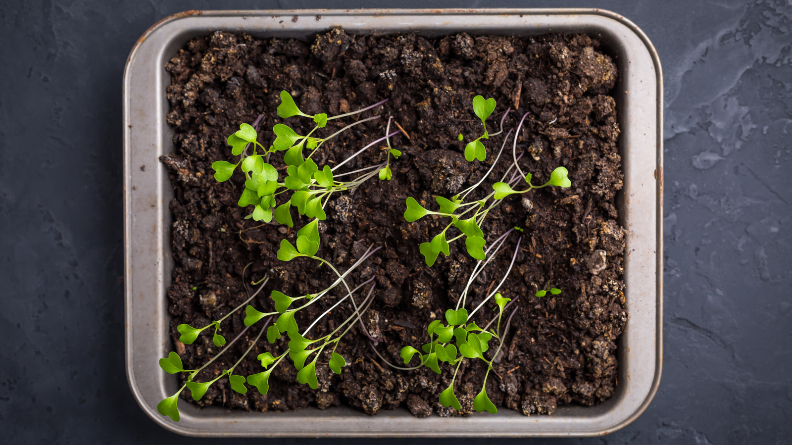 Büyürken dikkat etmeniz gereken ayaklanmaya en çok eğilimli fideler