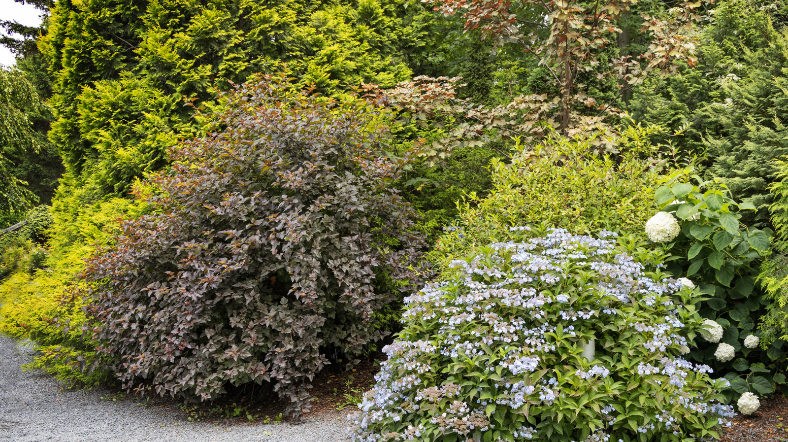Bahçenizi kalıcı yaz çiçekleriyle dolduracak düşük bakım gerektiren çok yıllık