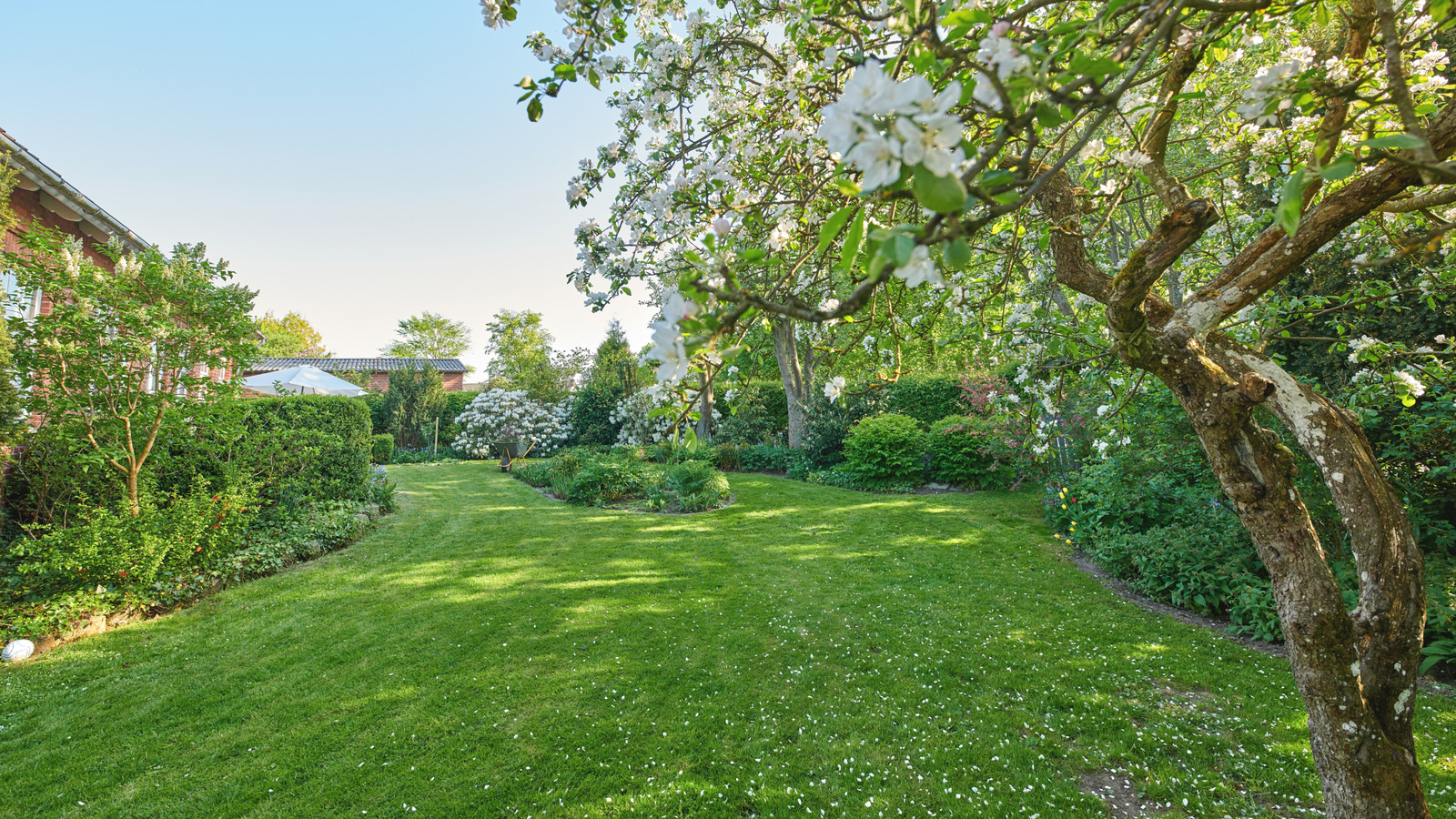 Uzmanlar, bu yaz bahçenizde bulmak istemeyeceğiniz tehlikeli bir acı karınca uyarıyor