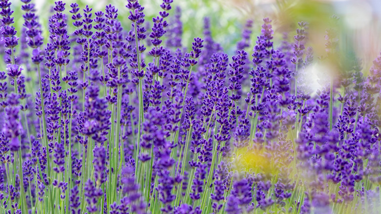 Bir Lavandula Angustifolia bitkisinin yakın çekim fotoğrafı