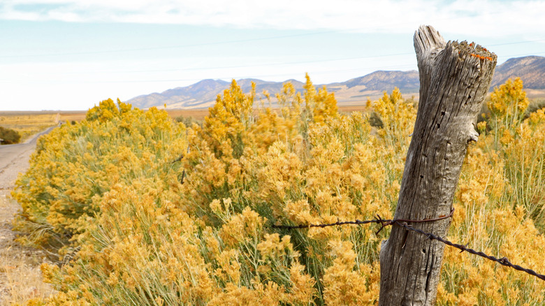 Altın Rabbitbrush Blooms tarafından kırsal çit direği