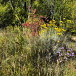 Muhteşem, az bakım gerektiren çok yıllık tüm kuş ve kelebek severler büyümelidir