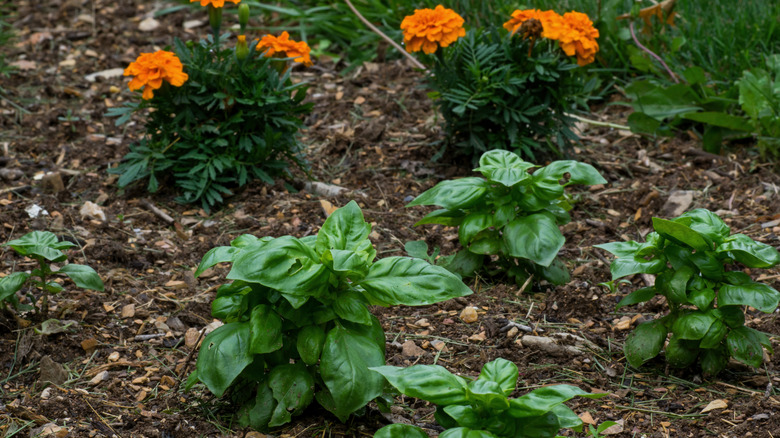 Bahçede fesleğen yanına dikilen portakal marigolds