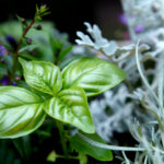 En iyi fesleğen arkadaşı bitkilerden biri, yaygın, hızlı büyüyen çiçekli bir sersemleticidir