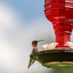 Sinek kuşu besleyicileri söz konusu olduğunda, daha büyük mi?