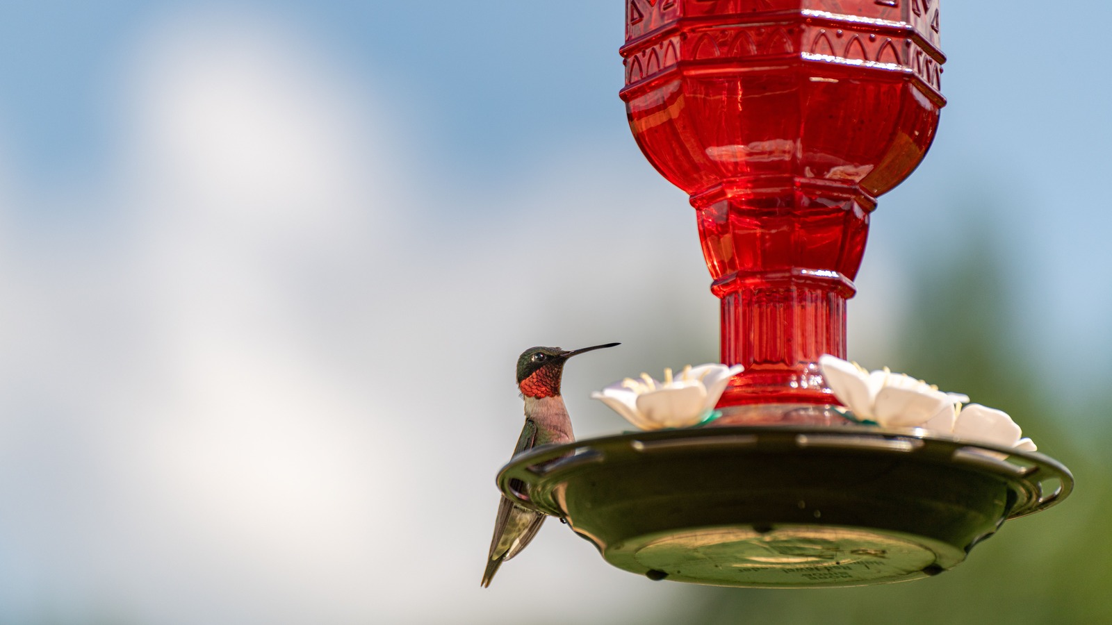 Sinek kuşu besleyicileri söz konusu olduğunda, daha büyük mi?